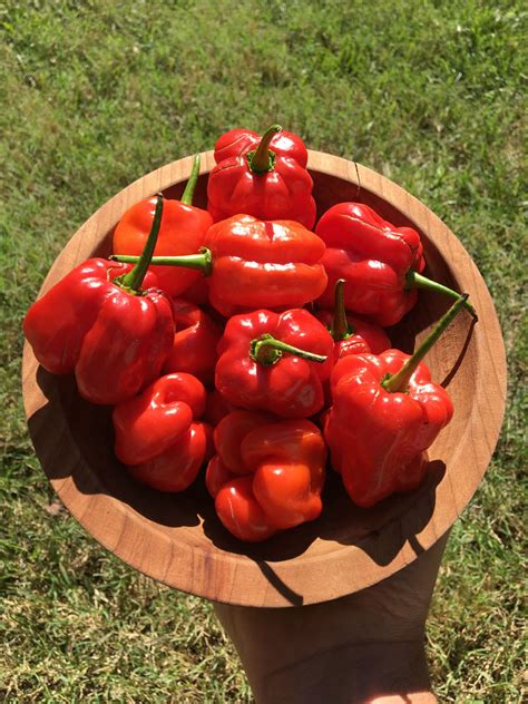 Pepper Big Jamaican Red Hot 10 Seeds The Buffalo Seed Company