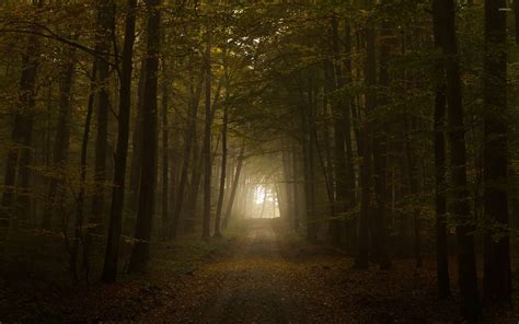 Path Through The Foggy Forest Wallpaper Nature Wallpapers 45100