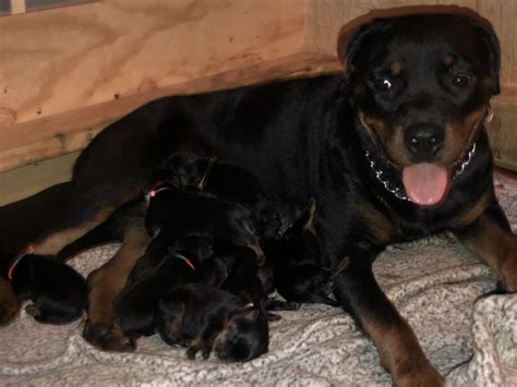 In the modern era, they are used for security and herding. German Rottweiler Puppies for Sale in Louisville, Kentucky