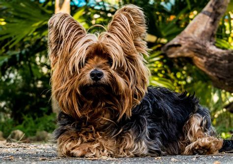 Trotz seines niedlichen aussehens ist der yorkie alles andere als ein gemütlicher schoßhund. Hunderassen für Allergiker (Teil 2) | Allergia