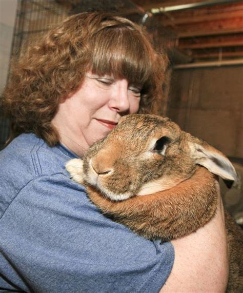 Rabbit Rescue Spotlight House Rabbit Society Of Missouri My House Rabbit