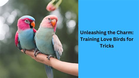 Unleashing The Charm Training Love Birds For Tricks Tiny Parrots
