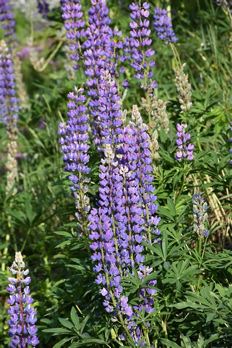 All plant parts, but especially the seeds, contain quinolizidine alkaloids of various types. Wild Lupine (Lupinus perennis) in Naperville Aurora ...