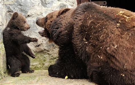 Discipline Bear Cub Style Baby Animal Zoo