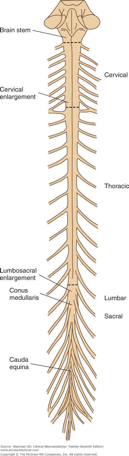 The Spinal Cord Neupsy Key