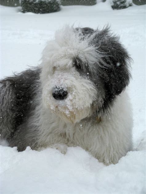 Old English Sheepdog Murphy ~ Snowy Face Met Afbeeldingen Hondjes