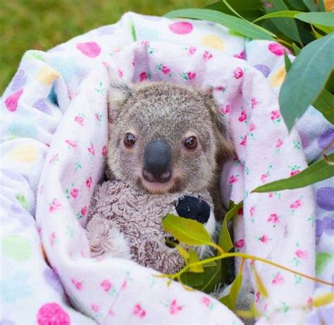 Baby Koala At The Australian Zoo Aww In 2020 Baby
