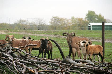 Aikman wildlife adventure is a wildlife sanctuary located in arcola, illinois. Aikman Wildlife Adventure - Bible Baptist Academy