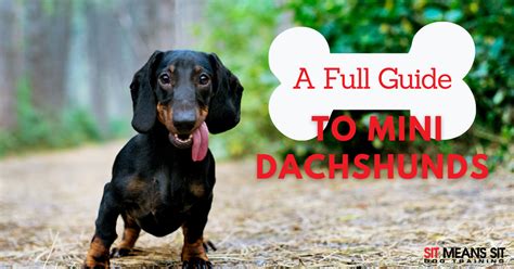 What Age Are Miniature Dachshunds Full Grown