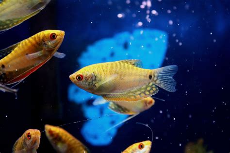 Please contact us at info@baybridgeaquarium.com to confirm immediately availability. Gold Gourami | Aquarium fish, Freshwater aquarium, Freshwater aquarium fish