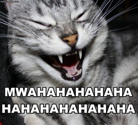 Funny Cat Laugh Fanphobia Celebrities Database