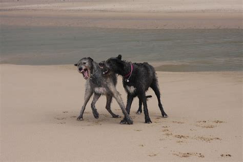 Irish Wolfhounds Playing Photo By Elias The Wolfhound