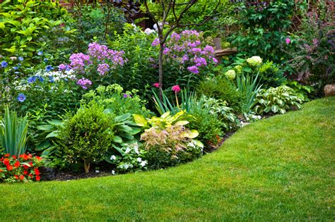 A perennial plant or simply perennial is a plant that lives more than two years. Perennial Plant Information - What Is Definition Of ...