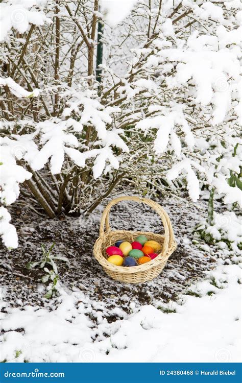 Easter Eggs In Spring Snow Stock Photo Image Of Blue 24380468