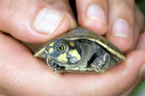 Hatchling Yellow Spotted River Turtle Photograph By Sinclair Stammers