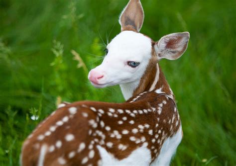 Video Rare White Faced Fawn In Michigan Named Dragon Outdoorhub