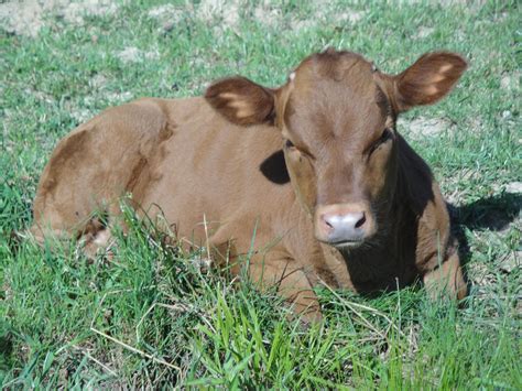 Dexter Cattle Miniature Cow Breeds Dexter Cattle Cattle