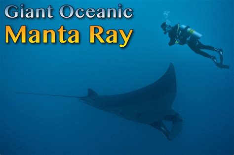 Giant Oceanic Manta Ray Facts Pictures Video And In Depth Information