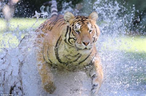 The term technically includes five members of the panthera genus, along with cougars the jaguar is cool because it's the only species in the panthera genus that's native to the americas. Rare new footage shows three Bengal tigers splashing and ...