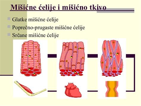 Mišićni Sistem
