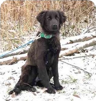 Why does my golden retriever have short hair? Dixon | Adopted Puppy | Austin, MN | English Springer ...