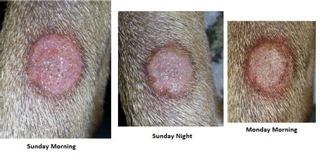 Ringworm In Dogs Paws