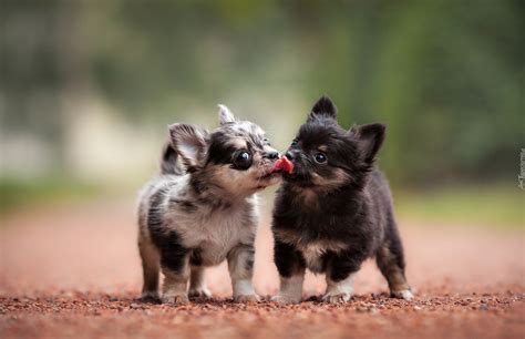 Chihuahua Pieski Słodkie Szczeniaczki