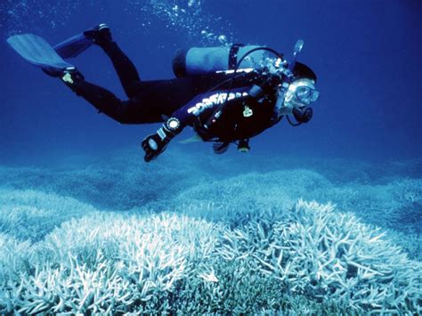 Great Barrier Reef Declared Dead After A Long Illness In
