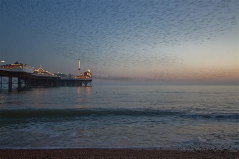 Starlings Brighton Pier Starlings Brighton Pier Flickr