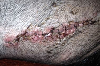 They make a simple incision under the belly of the cat, and remove the ovaries. Concerns with spay incision...not healing!