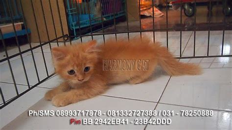 Selamat pagi semua para pecinta kucing sedunia. Hamster Dan Kucing Persia Murah Surabaya: DI JUAL KUCING ...