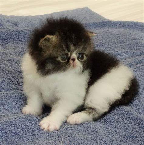 Exotic Shorthair Cats For Sale Fayetteville Ar 329751