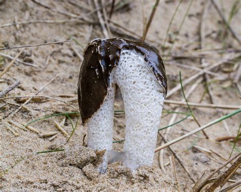 Dune Stinkhorn Phallus Hadriani Dune Stinkhorn Phallus Flickr