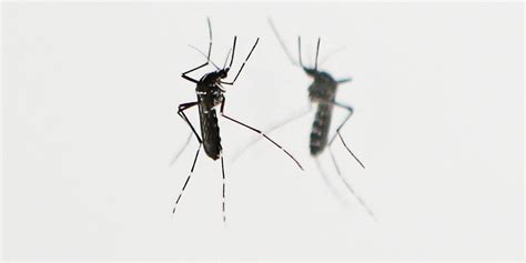 With Heatwaves Beware Of Tiger Mosquitoes World Today News