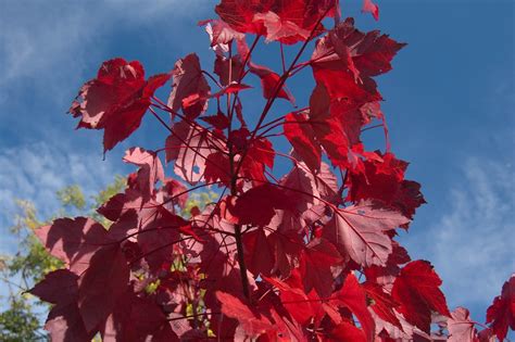 Maybe you would like to learn more about one of these? Best Ornamental Trees for Kentucky: Our Top 9 Recommendations