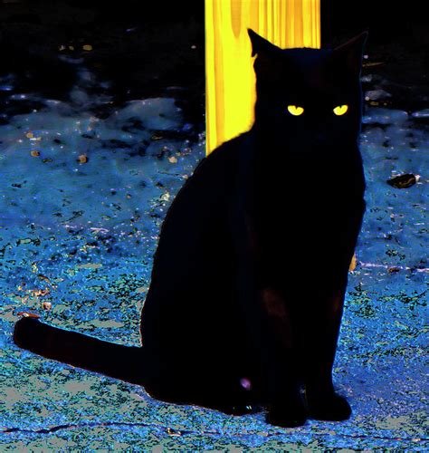 Black Cat Yellow Eyes Photograph By Gina Obrien Fine Art America