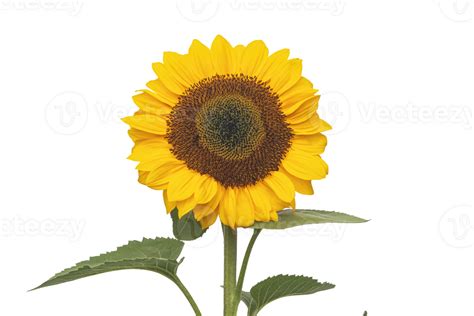 Bright Yellow Sunflower No Background 28591040 Png