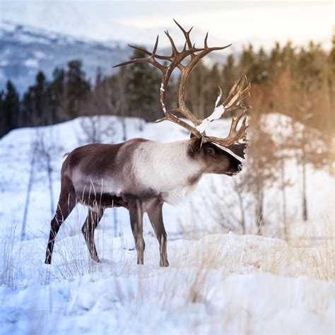 Caribou In Winter