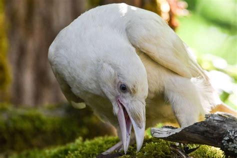 Sightings Of Rare White Ravens With Blue Eyes On Vancouver Island Rcrows