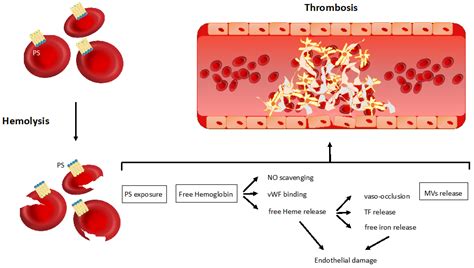 jcm free full text thrombotic complications in patients with immune mediated hemolysis