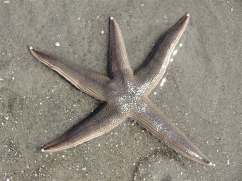 Regeneration Lessons From A Starfish Graceful Gaines