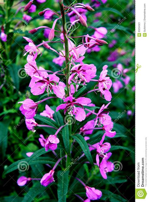 Pink Mountain Flowers Stock Image Image Of Alps Flowers 83254321