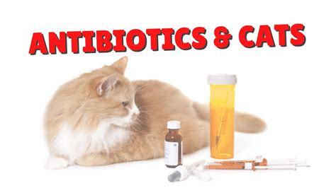 Natural Antibiotics For Cats Online Clearance Save 61 Jlcatjgobmx