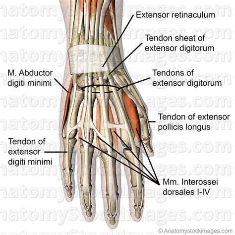 Anatomy Stock Images Hand Dorsal Muscles Tendons Musculus Abductor