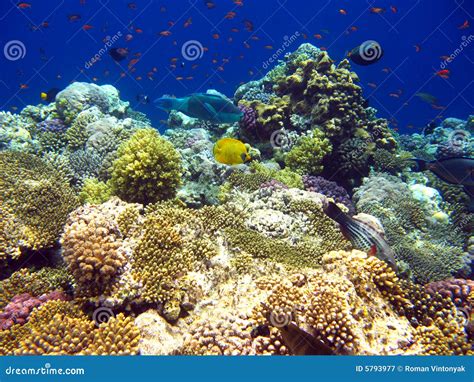 Tropical Coral Reef In Red Sea Stock Image Image Of Summer Nature
