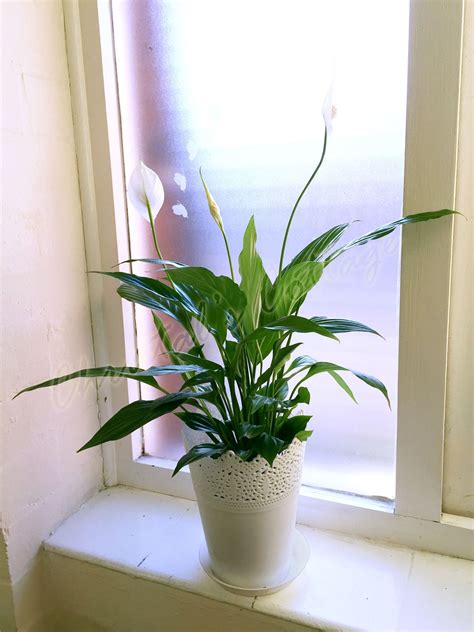 1 Peace Lily Indoor Plant In Lace Floral Pot Spathiphyllum House Air Cleaner Ebay