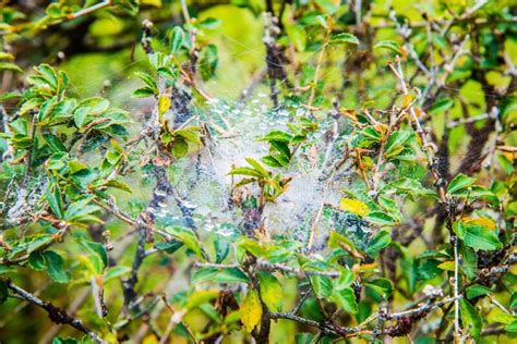 Morning Cobweb With Dew Stock Image Image Of Scenic 176015955
