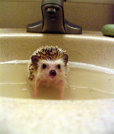 Hedgehogs Taking Bath 30 Pics