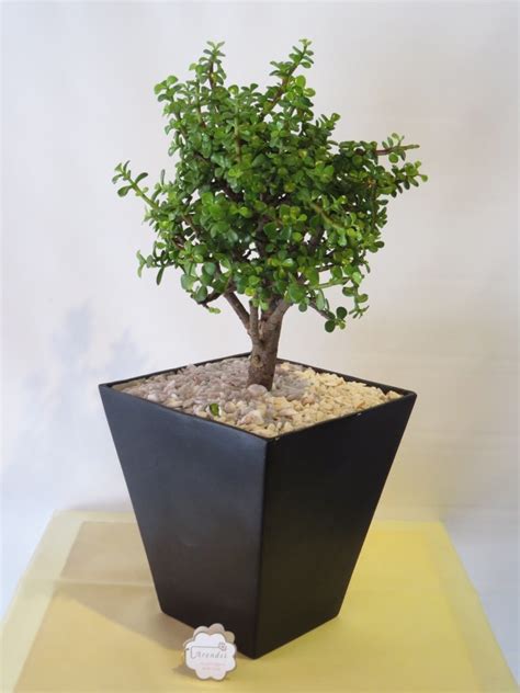 We did not find results for: Árbol de la abundanciaModelo 409 - Arendsi