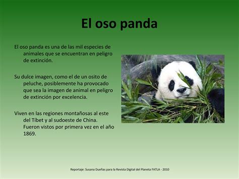 El Oso Panda By Susana D Issuu